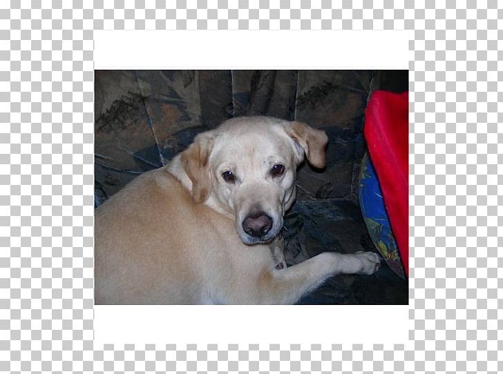 Labrador Retriever Puppy Dog Breed Sporting Group PNG, Clipart, Animals, Breed, Carnivoran, Crossbreed, Dog Free PNG Download