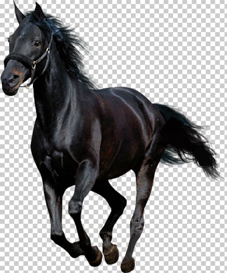 American Paint Horse Arabian Horse Mustang Andalusian Horse PNG, Clipart, American Paint Horse, Andalusian Horse, Arabian Horse, Black, Bridle Free PNG Download