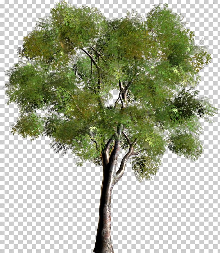 Tree Forest PNG, Clipart, 3d Computer Graphics, Branch, Clip Art, Forest, Garden Free PNG Download