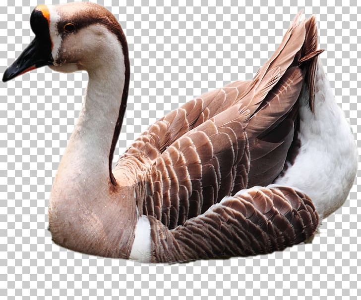 Domestic Goose Duck Cygnini Bird PNG, Clipart, Crows, Ducks Geese And Swans, Egg Incubation, Fauna, Feather Free PNG Download