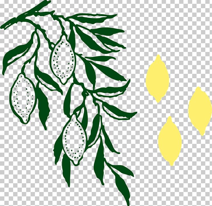 Lemon Branch PNG, Clipart, Branch, Citrus, Desktop Wallpaper, Flower, Food Free PNG Download