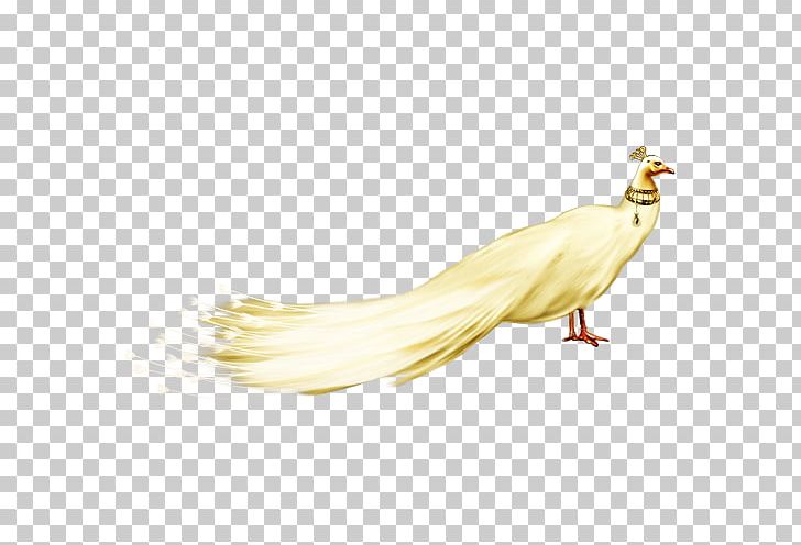 Peafowl White PNG, Clipart, Adobe Illustrator, Animals, Art, Background White, Beak Free PNG Download