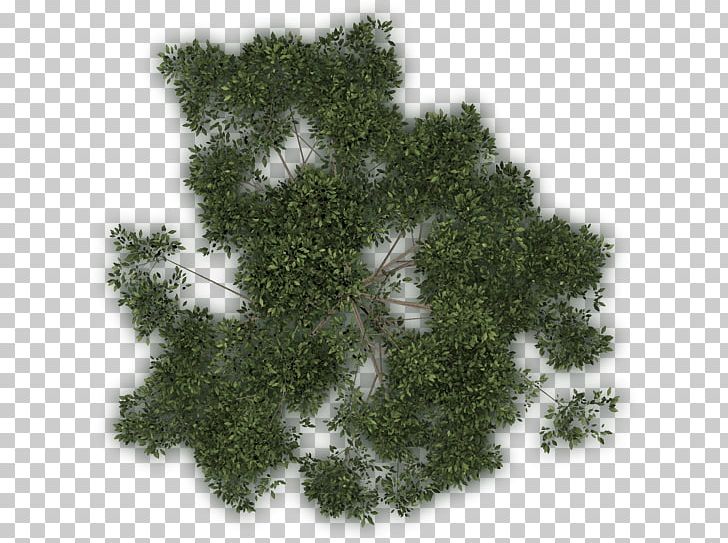 Tree Vegetation Lawn Leaf PNG, Clipart, Evergreen, Grass, Lawn, Leaf, Nature Free PNG Download
