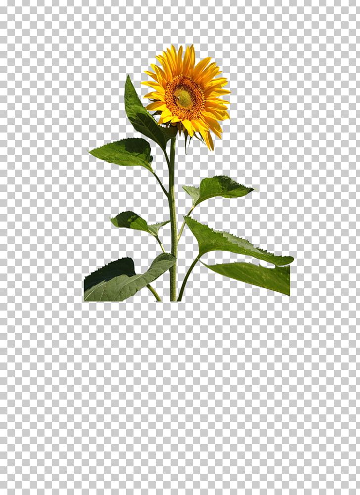Common Sunflower Cut Flowers PNG, Clipart, Dahlia, Daisy Family, Download, Flor, Flora Free PNG Download
