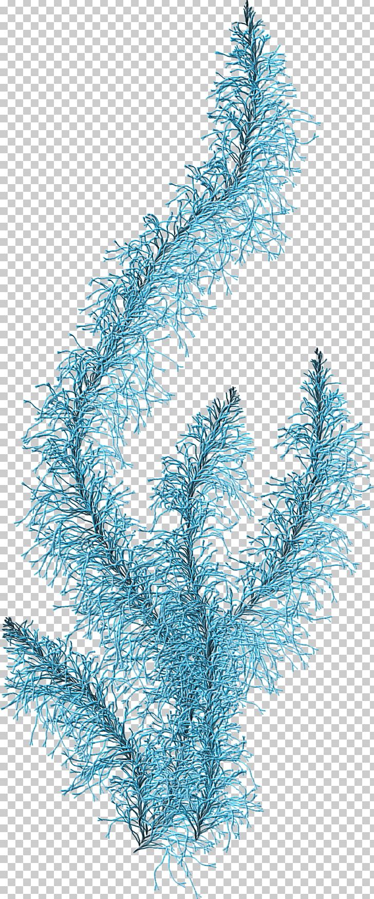 Coral Algae Aquatic Plants PNG, Clipart, Algae, Aqua, Aquatic Plants, Branch, Clip Art Free PNG Download