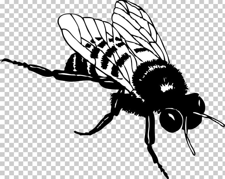 European Dark Bee Black And White Bumblebee PNG, Clipart, Arthropod, Artwork, Bee, Black And White, Bumblebee Free PNG Download