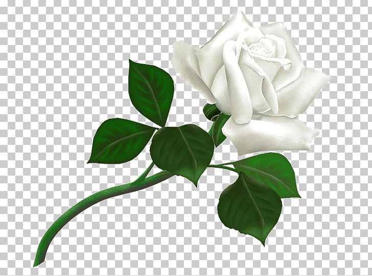 United Kingdom Rose-Hulman Institute Of Technology Train White PNG, Clipart, Cut Flowers, Daylily, Desktop Wallpaper, Doodle, Download Free PNG Download