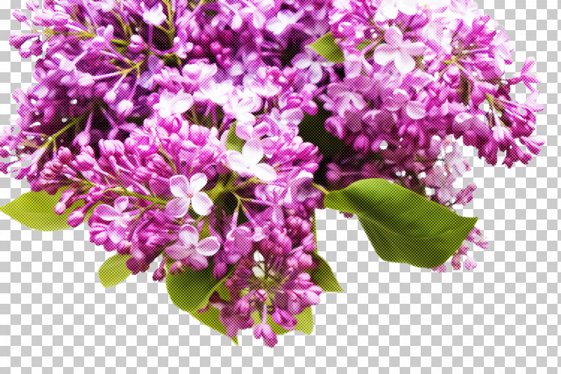 Flower Plant Lilac Cut Flowers Purple PNG, Clipart, Bouquet, Branch, Cut Flowers, Flower, Lilac Free PNG Download