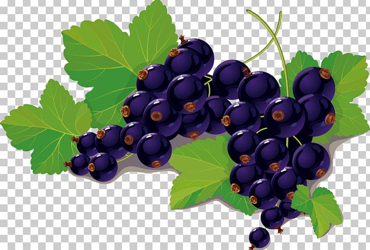 Blackcurrant Blueberry PNG, Clipart, Bilberry, Blue, Blueberry Bush, Blueberry Cake, Blueberry Jam Free PNG Download