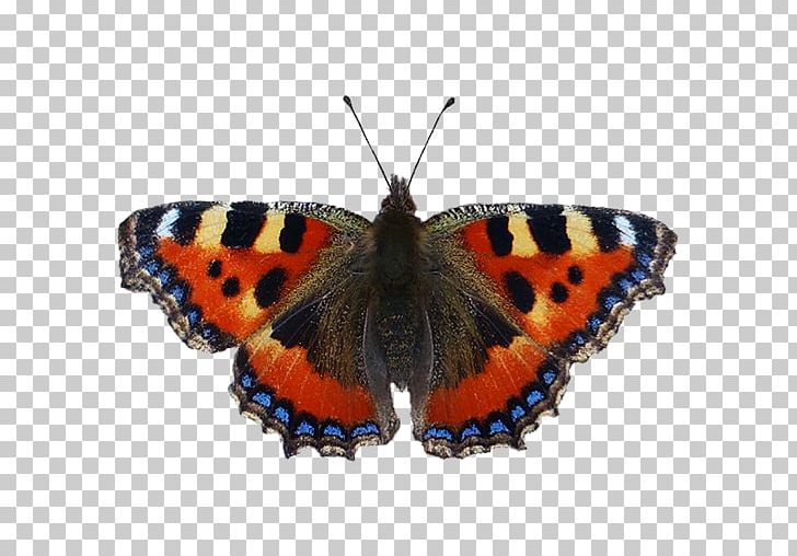 Butterfly Insect Small Tortoiseshell Nymphalidae PNG, Clipart, Aglais, Animal, Arthropod, Brush Footed Butterfly, Butterflies And Moths Free PNG Download