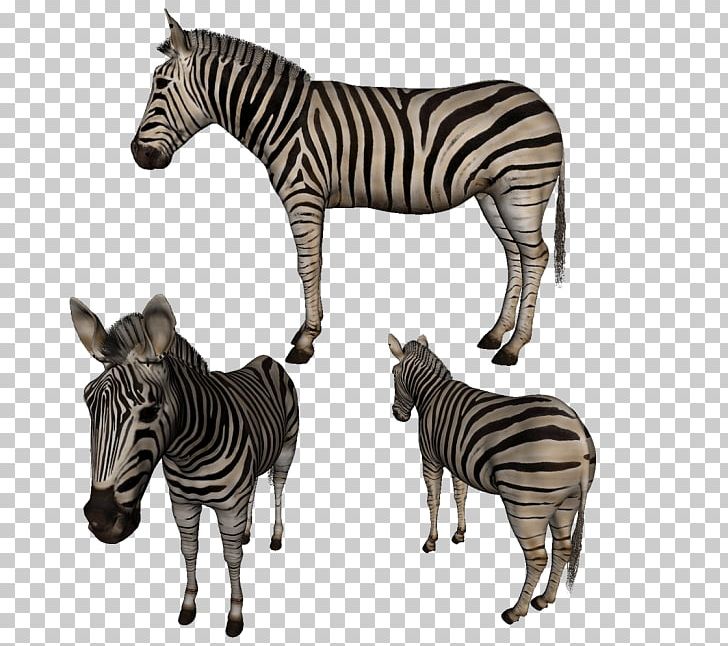 Quagga Zebra Neck Terrestrial Animal Wildlife PNG, Clipart, Animal, Animals, Fauna, Horse Like Mammal, Mammal Free PNG Download