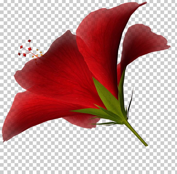 Resolution Display Resolution PNG, Clipart, Amaryllis Belladonna, Blog, Closeup, Cut Flowers, Display Resolution Free PNG Download