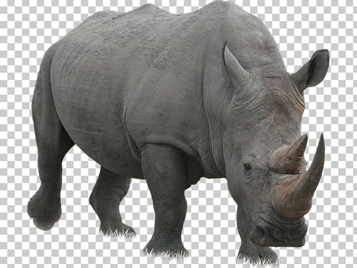 White Rhinoceros Javan Rhinoceros PNG, Clipart, 3 D, 2017, 2018, Animal, Fauna Free PNG Download