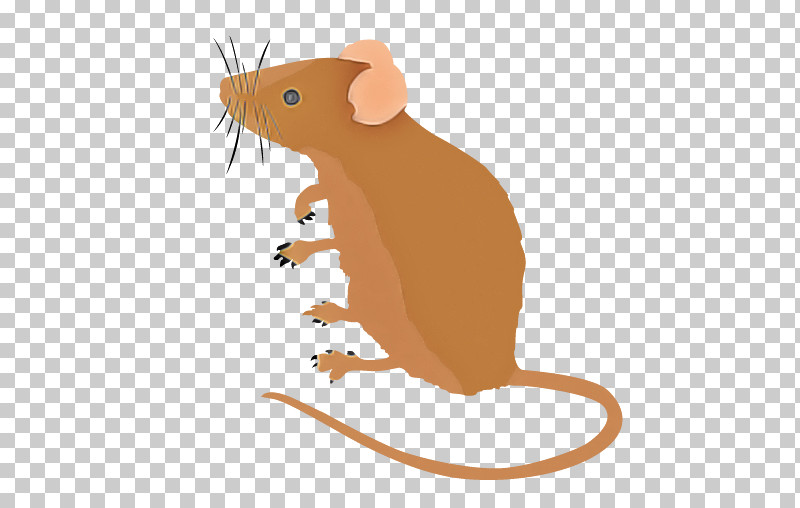Rat Mouse Muridae Cartoon Pest PNG, Clipart, Cartoon, Mouse, Muridae, Muroidea, Pest Free PNG Download
