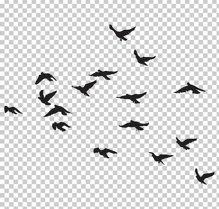 Bird Goose Flock PNG, Clipart, Animal, Animal Migration, Animals, Beak, Bird Free PNG Download