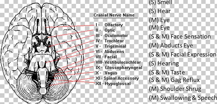 Cranial Nerves Nervous System Facial Nerve Cranial Nerve Examination PNG, Clipart, Anatomy, Angle, Automotive Tire, Bicycle Part, Cranial Nerve Free PNG Download
