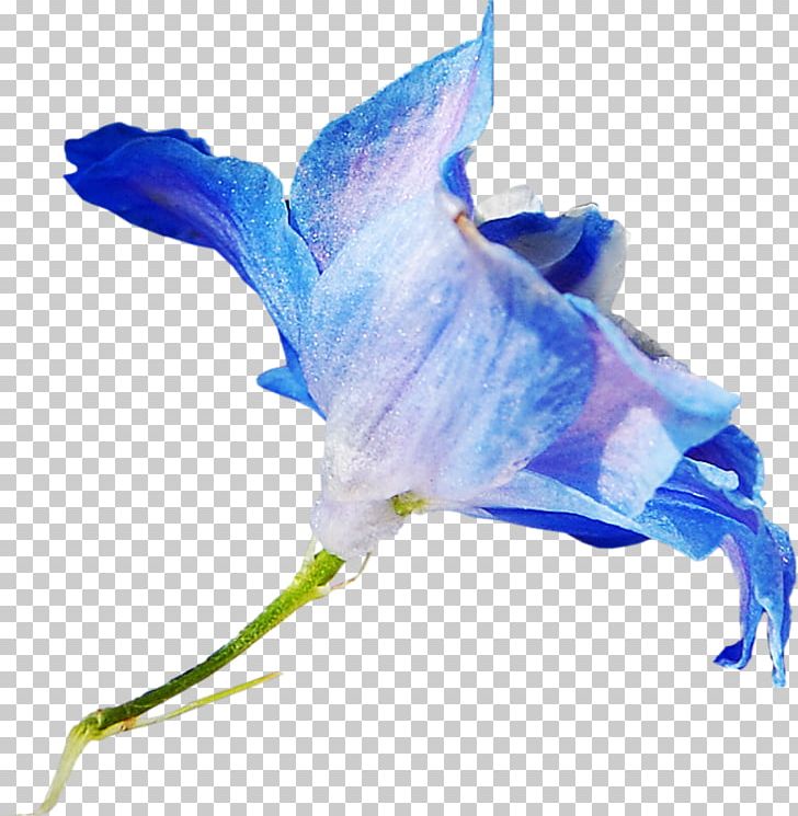 Cut Flowers Blue Petal PNG, Clipart, Animaatio, Bellflower Family, Color, Flower, Material Free PNG Download