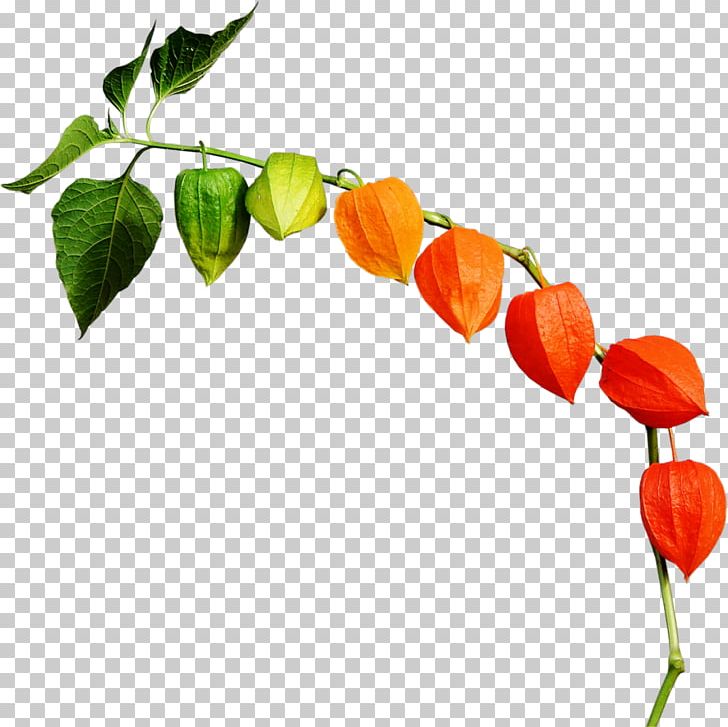 Peruvian Groundcherry Chinese Lantern Habanero PNG, Clipart, Auglis, Branch, Chili Pepper, Chinese Lantern, Flower Free PNG Download