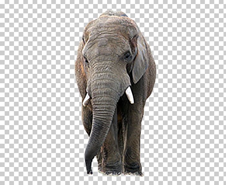The Elephants Asian Elephant PNG, Clipart, African Forest Elephant, Animal, Animals, Baby Elephant, Cute Elephant Free PNG Download