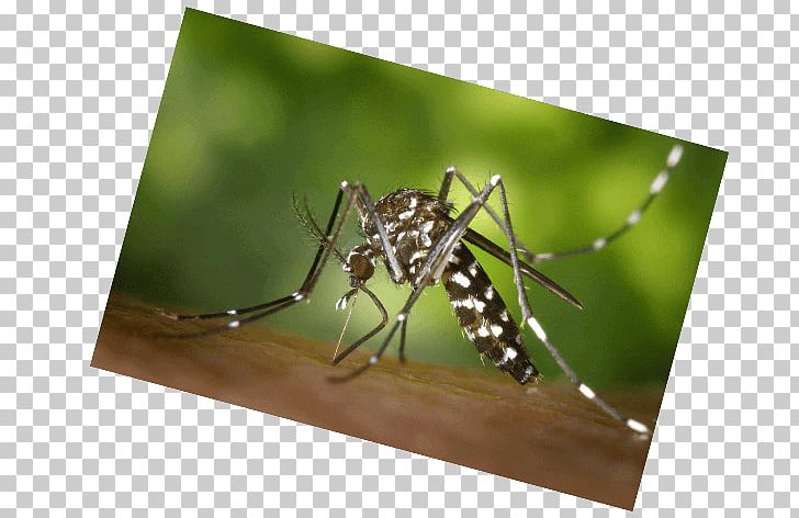Velilla De San Antonio Mosquito Insect Bus West Nile Virus PNG, Clipart, Arthropod, Black Fly, Bus, Ecosystem, Fly Free PNG Download
