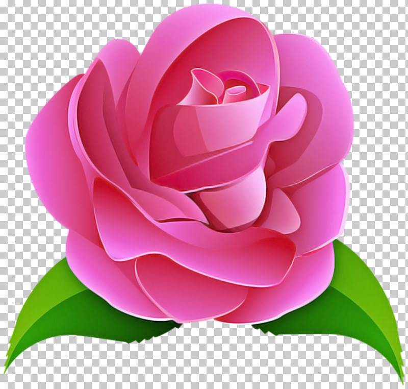Garden Roses PNG, Clipart, Flower, Garden Roses, Japanese Camellia, Petal, Pink Free PNG Download