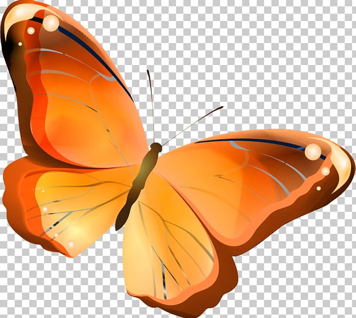 Butterfly Orange Insect Drawing PNG, Clipart, Anthocharis Cardamines, Arthropod, Brush Footed Butterfly, Butterflies, Butterflies And Moths Free PNG Download