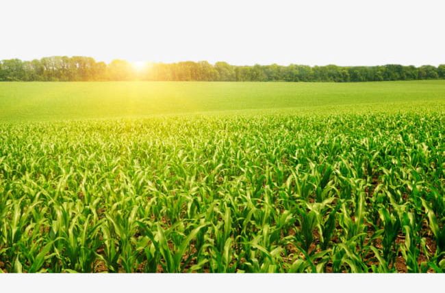 Corn Fields In Front Of The Woods PNG, Clipart, Botany, Corn, Corn Clipart, Corn Clipart, Fields Clipart Free PNG Download