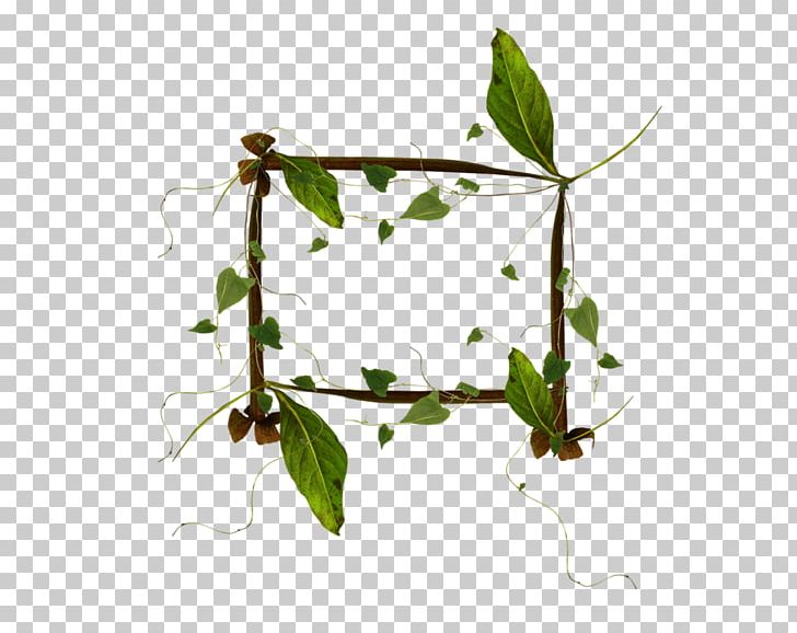 Leaf Twig PNG, Clipart, Branch, Download, Drawing, Encapsulated Postscript, Flora Free PNG Download