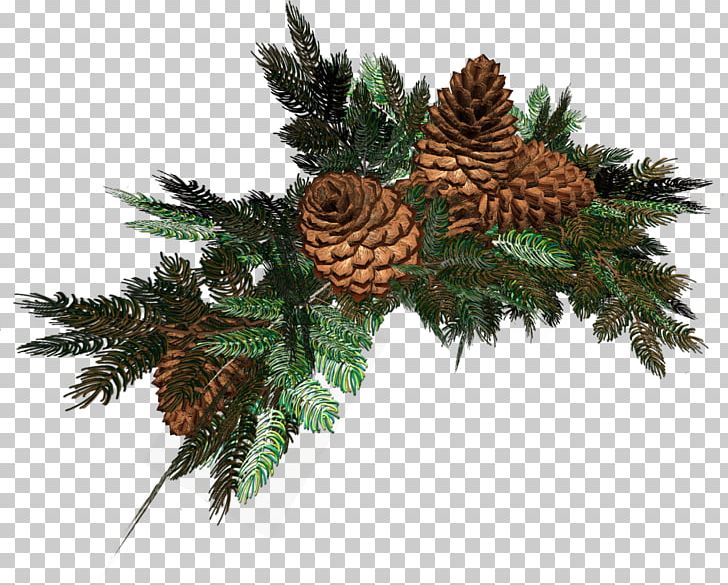 Spruce Christmas Designs Branch Author PNG, Clipart, Author, Branch, Christmas, Christmas Decoration, Christmas Designs Free PNG Download