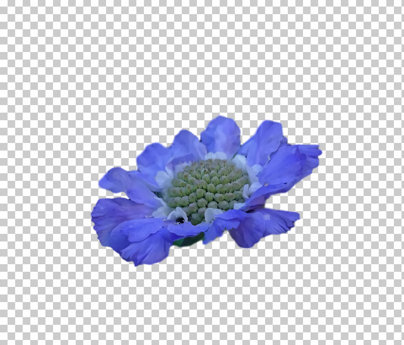 Anemone Chrysanthemum PNG, Clipart, Anemone, Chrysanthemum Free PNG Download