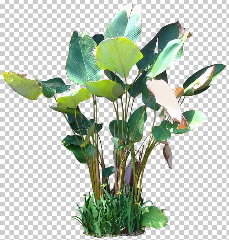 Aquatic Plants Tree Rendering PNG, Clipart, Aquarium Decor, Aquatic Plants, Cut Flowers, Drawing, Evergreen Free PNG Download