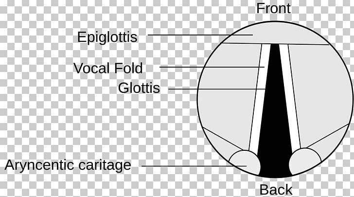 Epiglottis Vocal Folds Larynx Laryngeal Cancer PNG, Clipart, Anatomy, Angle, Area, Black And White, Brand Free PNG Download