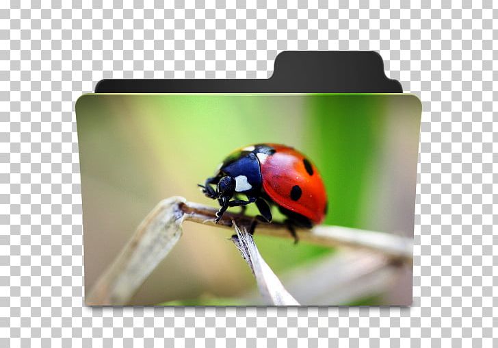 Computer Icons Ladybird Beetle Directory PNG, Clipart, 3d Computer Graphics, Beetle, Computer Icons, Desktop Environment, Directory Free PNG Download