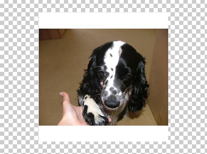 English Springer Spaniel English Cocker Spaniel Russian Spaniel Puppy Dog Breed PNG, Clipart, Breed, Breed Group Dog, Carnivoran, Cocker Spaniel, Crossbreed Free PNG Download