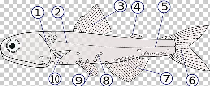 Fish Fin Hector's Lanternfish Lateral Line Dorsal Fin PNG, Clipart,  Free PNG Download