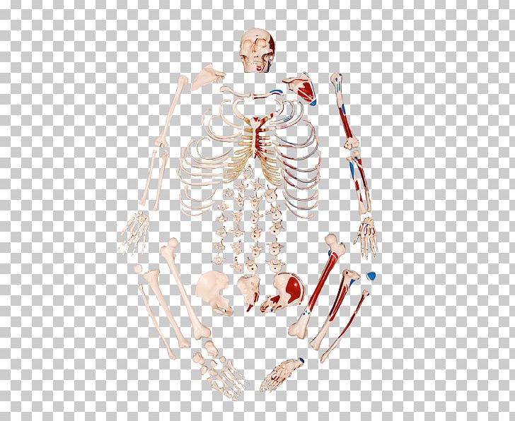 Human Skeleton Anatomy Bone Inserção Muscular PNG, Clipart, Anatomy, Arm, Bone, Costume Design, Fantasy Free PNG Download