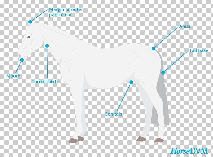 Mane Mustang Stallion Halter Pack Animal PNG, Clipart, Diagram, Fictional Character, Halter, Horse, Horse Like Mammal Free PNG Download