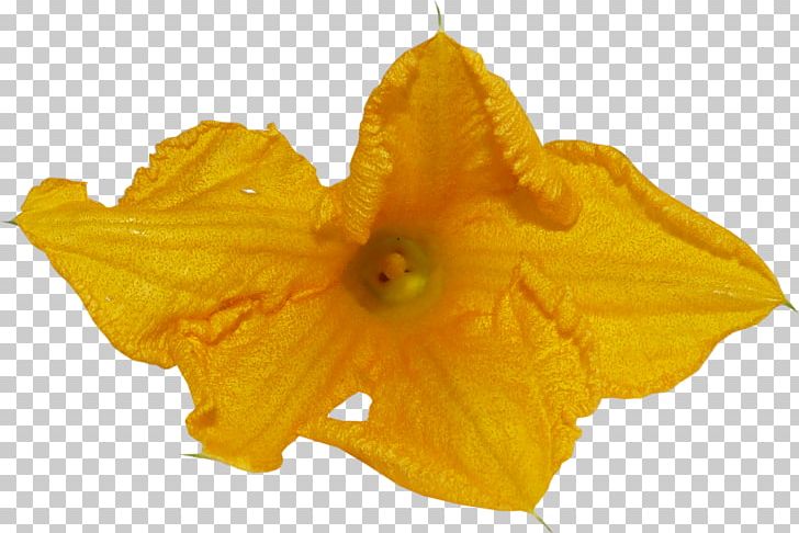 Petal PNG, Clipart, Flower, Orange, Petal, Plant, Yellow Free PNG Download