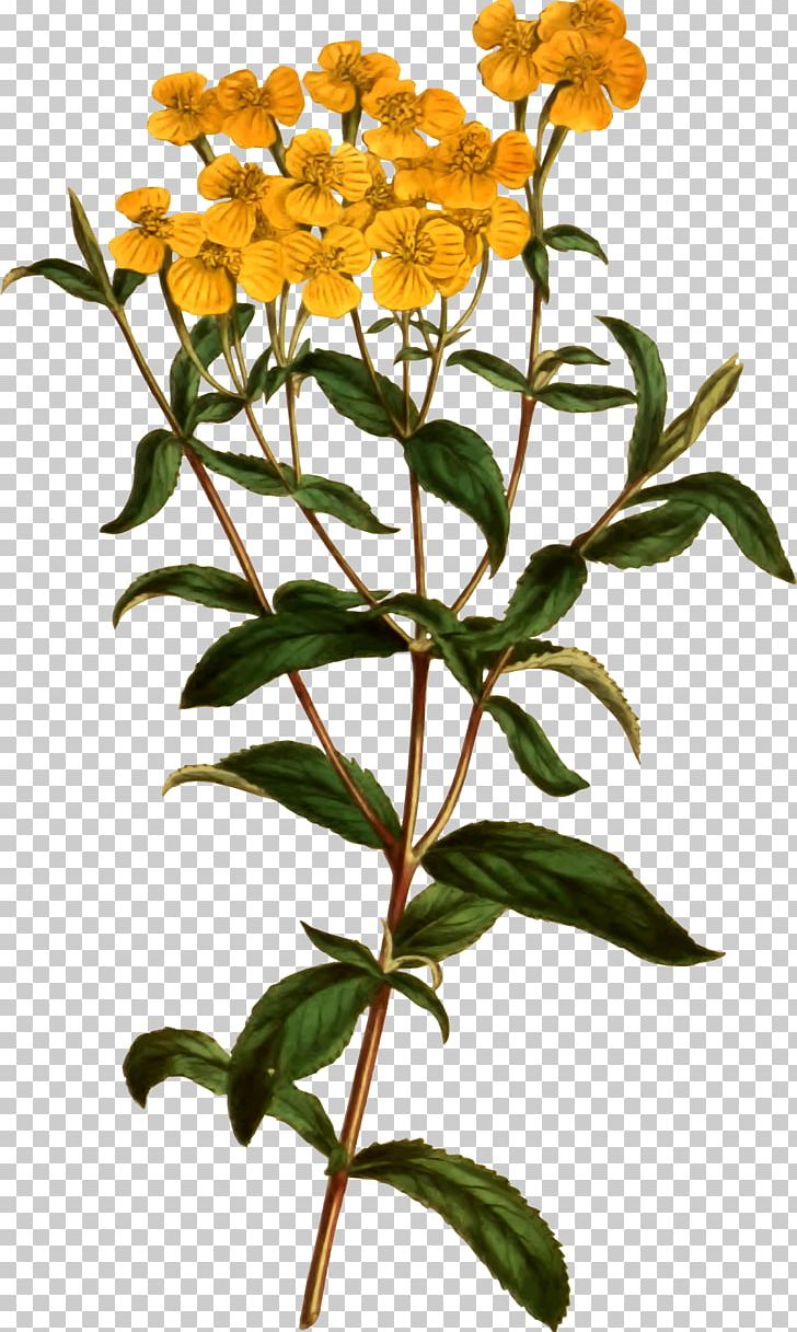 Tagetes Lucida Plant Flower Tarragon Herb PNG, Clipart, Animation, Anise, Botanical, Branch, Cut Flowers Free PNG Download