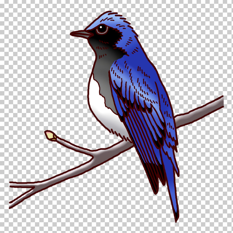 Feather PNG, Clipart, Beak, Bluebird Systems Inc, Blue Jay, Cobalt, Cobalt Blue Free PNG Download