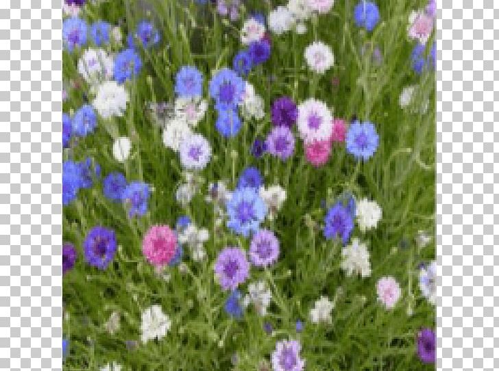 Cornflower Wildflower Seed Annual Plant PNG, Clipart,  Free PNG Download
