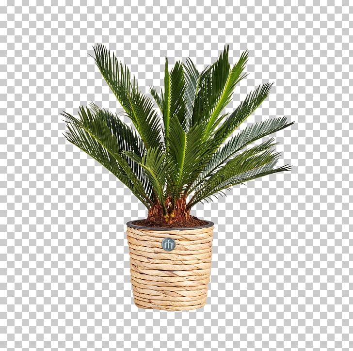 How To Grow Fresh Air: 50 Houseplants That Purify Your Home Or Office Flowerpot Coconut PNG, Clipart, Aechmea Gamosepala, Arecaceae, Arecales, Artificial Flower, Coconut Free PNG Download