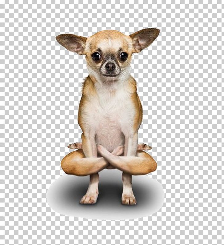 Poodle Chihuahua Yoga Dogs Doga PNG, Clipart, Adho Mukha U015bvu0101nu0101sana, Animals, Asana, Baby, Balance Free PNG Download