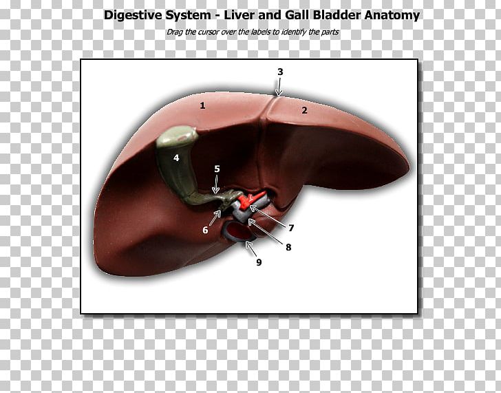 The Human Liver Human Anatomy Human Biology PNG, Clipart, Anatomy, Biology, Function, Gallbladder, Histology Free PNG Download