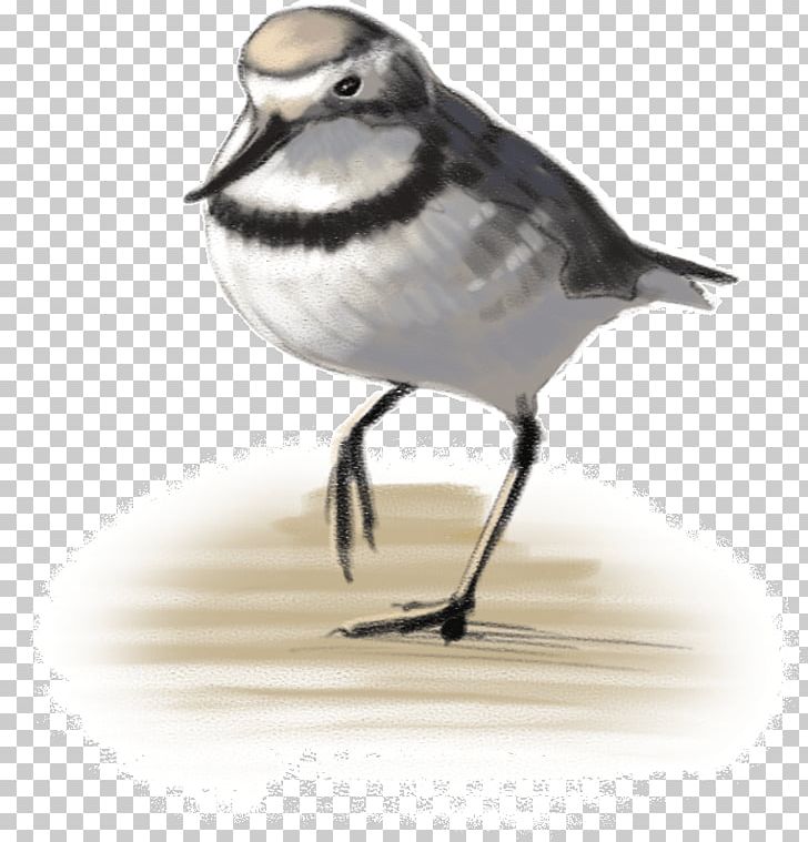 Wrybill Bird Wader Potton & Burton Beak PNG, Clipart, American Sparrows, Beak, Bird, Book, Charadriiformes Free PNG Download