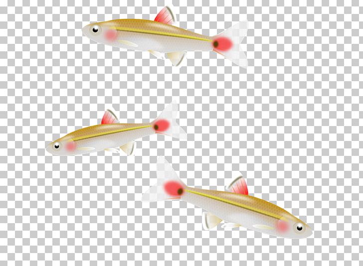 Fish Minnow PNG, Clipart, Aircraft, Airplane, Bait, Blog, Clip Art Free PNG Download