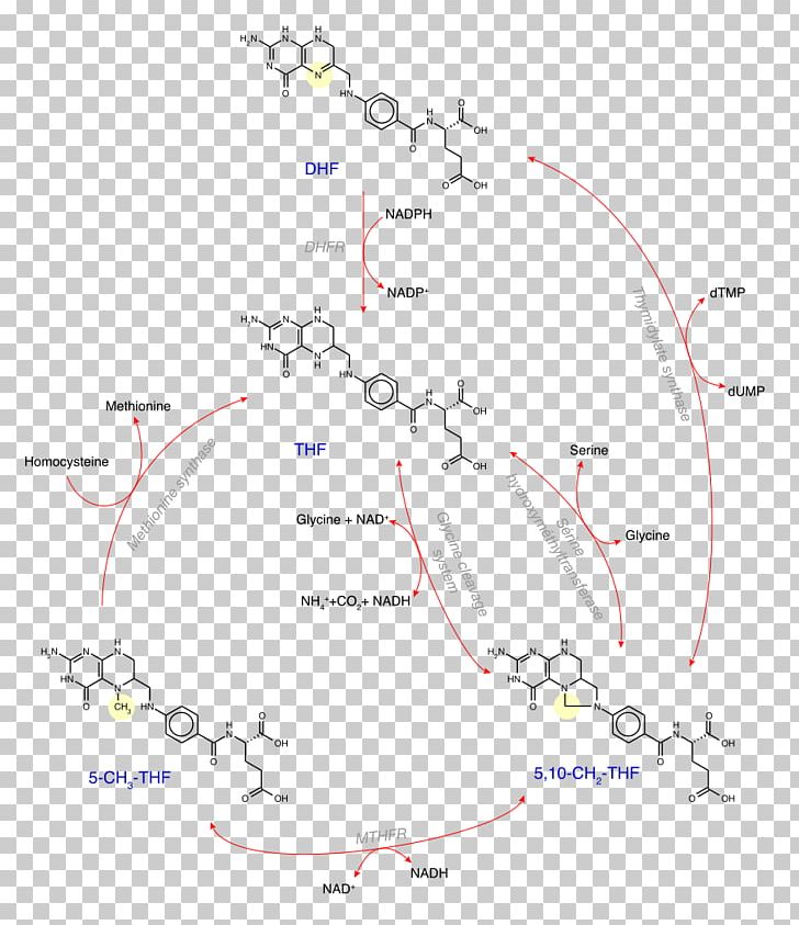 Levomefolic Acid 5 PNG, Clipart, 510methylenetetrahydrofolate, Acid, Amino, Amino Acid, Angle Free PNG Download