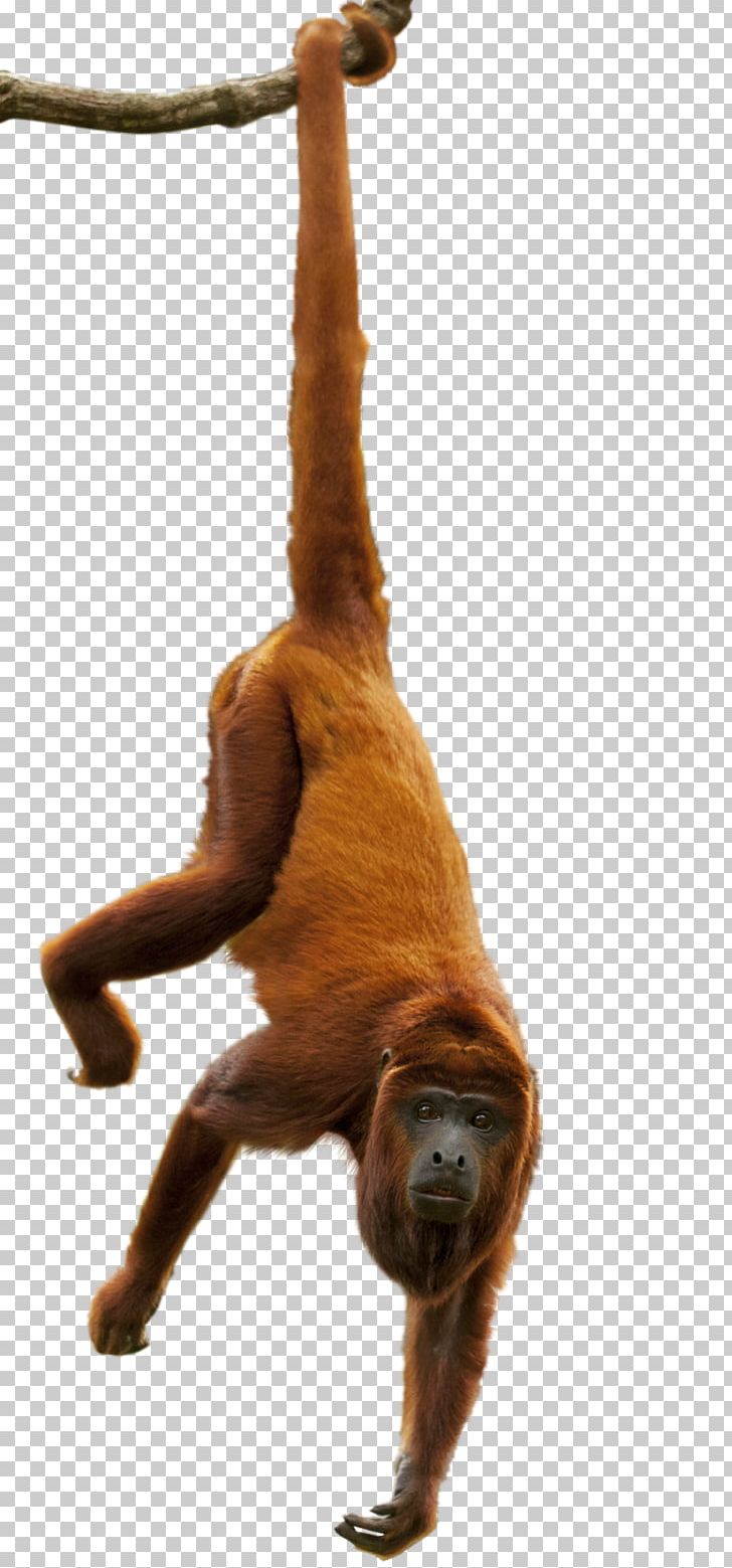 Sloth Amazon Rainforest Orangutan Primate Great Apes PNG, Clipart, Amazon Rainforest, Animal, Animals, Ape, Canopy Free PNG Download