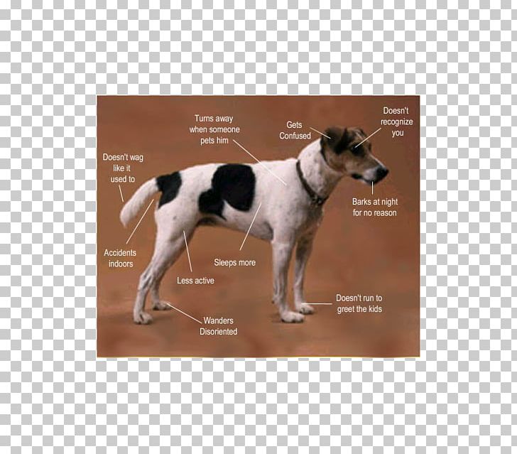 Aging In Dogs Ageing Dementia Canine Cognitive Dysfunction PNG, Clipart, Ageing, Aging In Dogs, Alzheimers Disease, Animals, Bladder Stone Free PNG Download