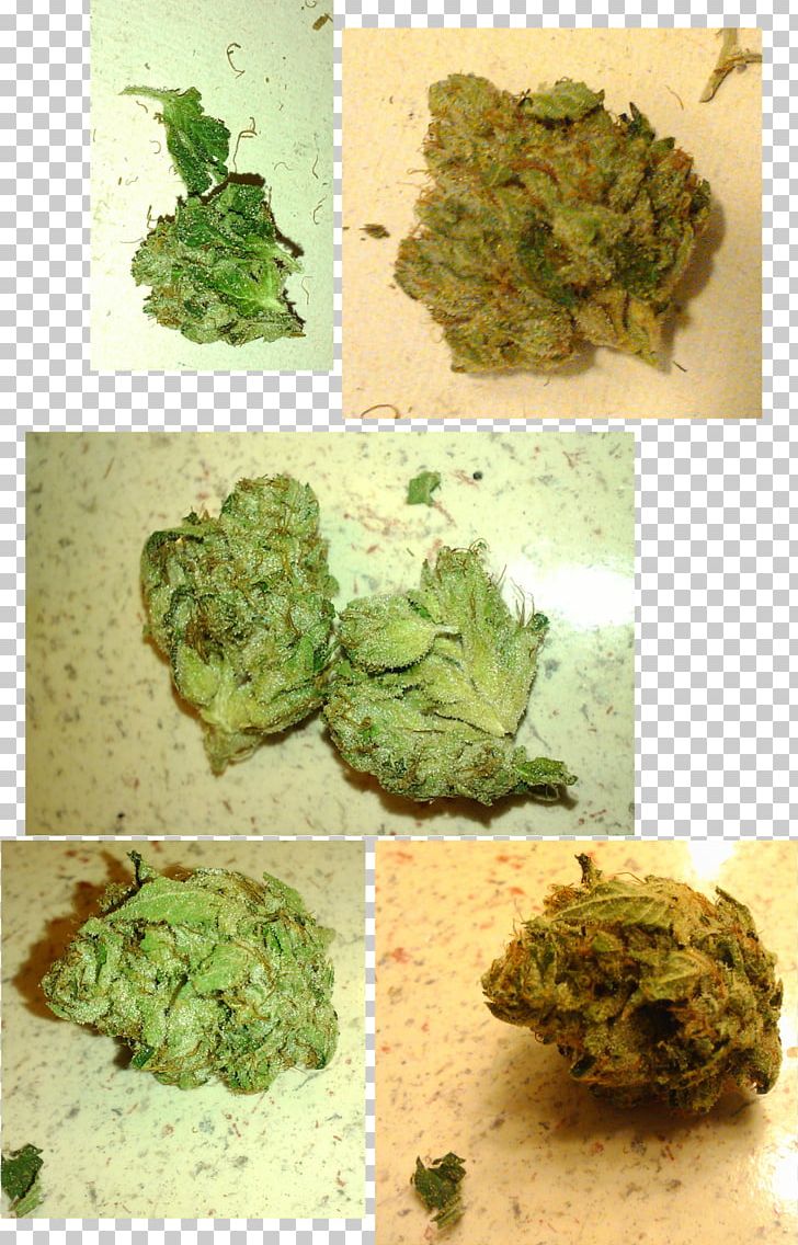 Kush Medical Cannabis Tetrahydrocannabinol Broccoli PNG, Clipart, Blog, Broccoli, Cannabis, Cruciferous Vegetables, Cuisine Free PNG Download